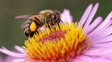 The Power of Bees: Scientific Benefits of Bee Propolis